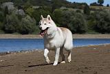 SIBERIAN HUSKY 628
